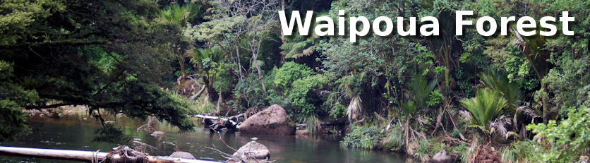 Waipoua Forest Sanctuary - mighty kauri - nocturnal kiwi - rainforest