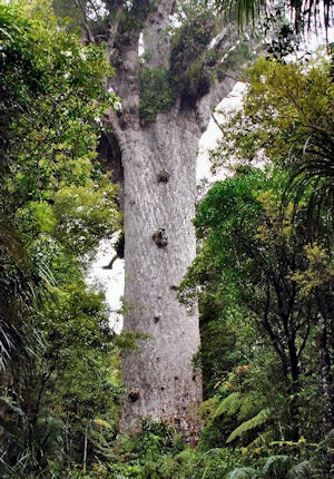 Tane Mahua - Lord of the Waipoua Kauri Forest